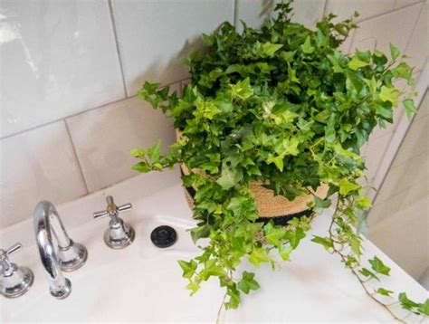 68年次生肖 適合放浴室的植物